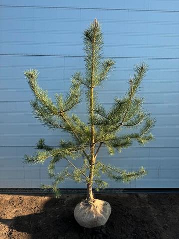 Pinus sylvestris | Grove Den | Vanaf 60cm tot aan 250cm |  beschikbaar voor biedingen