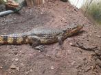 Brilkaaiman, Dieren en Toebehoren, Reptielen en Amfibieën, Slang