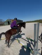 Verzorg/bij rijd pony gezocht!, Ophalen of Verzenden