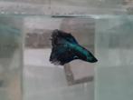 Betta splendens super delta kempvis man, Dieren en Toebehoren, Vissen | Aquariumvissen, Vis, Zoetwatervis