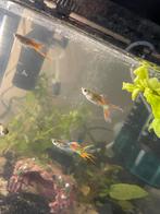 Guppen, Dieren en Toebehoren, Vissen | Aquariumvissen, Vis