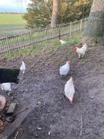 Poule de Bresse, Dieren en Toebehoren, Pluimvee, Meerdere dieren, Kip