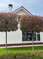 Leibomen ACTIE! Lei Glansmispel - Photinia fraseri Red Robin, Tuin en Terras, Planten | Bomen, Ophalen of Verzenden, Volle zon