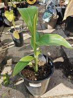 Ensete gilletii, Volle zon, Vaste plant, Ophalen of Verzenden, Zomer