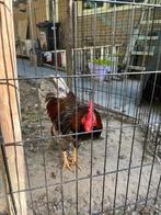 Barneveldse kriel haan, Dieren en Toebehoren, Mannelijk, Kip