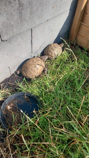 Schildpadden opvang beschikbaar voor biedingen