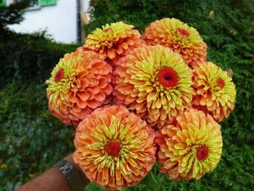 Zinnia elegans - Queen Lime Orange zaden