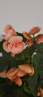 Plant met pot, Ophalen of Verzenden