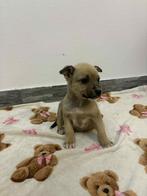 Chihuahua, Reu, Eén hond, Chihuahua, Nederland