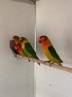 Fischerie parkieten, Dieren en Toebehoren, Meerdere dieren, Parkiet, Geringd