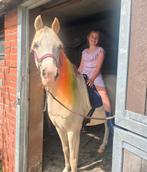 Bomproof 7 jarige Welsh spring, L dressuur en cross ponyruin, Dieren en Toebehoren, Pony's, Gechipt, Ruin, Dressuurpony, 7 tot 10 jaar