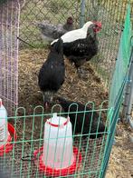 Jonge kipjes en haantjes, Dieren en Toebehoren, Pluimvee, Meerdere dieren, Kip