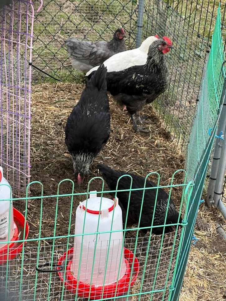 Jonge kipjes en haantjes, Dieren en Toebehoren, Pluimvee, Kip, Meerdere dieren