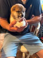 Shiba Inu pups beschikbaar, Overige rassen, CDV (hondenziekte), 8 tot 15 weken, Meerdere