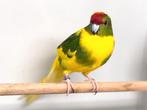 Rvh Kakariki bont gevraagd, Dieren en Toebehoren, Vogels | Parkieten en Papegaaien, Vrouwelijk, Parkiet, Geringd