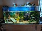 80 cm aquarium compleet, Dieren en Toebehoren, Vissen | Aquaria en Toebehoren, Ophalen of Verzenden, Gebruikt, Gevuld zoetwateraquarium