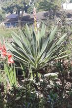 Yucca  tuinplant, Tuin en Terras, Planten | Tuinplanten, Ophalen, Vaste plant, Overige soorten, Volle zon
