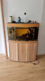 Juwel 180 liter aquarium, Dieren en Toebehoren, Gebruikt, Ophalen, Gevuld zoetwateraquarium