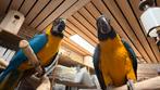 Ara papegaaien 2025, Dieren en Toebehoren, Vogels | Parkieten en Papegaaien, Meerdere dieren, Papegaai, Pratend