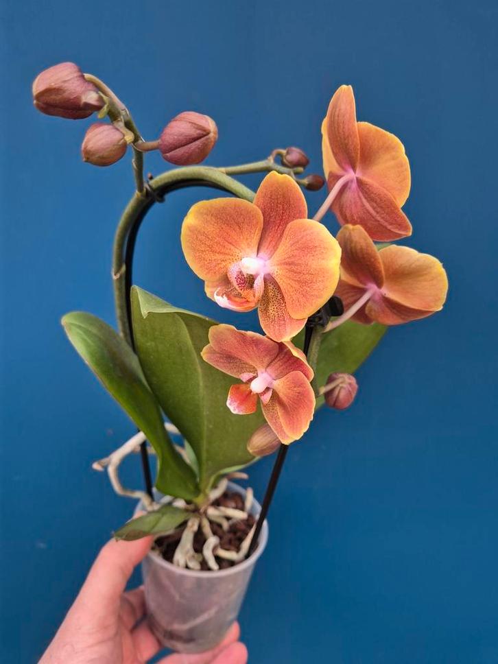 Orchidee Phalaenopsis Niagara fall orange p9, Huis en Inrichting, Kamerplanten, Minder dan 100 cm, Halfschaduw, Ophalen of Verzenden