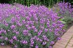 Erysimum Bowles Mauve in 2 liter pot, Ophalen, Overige soorten, Halfschaduw