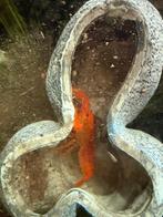 Oranje kreeft, Dieren en Toebehoren, Vissen | Aquariumvissen, Vis