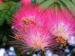 Perzische Slaapboom ‘Ombrella’ Albizia julibrissin, Tuin en Terras, Planten | Bomen, Ophalen of Verzenden, Volle zon, Overige soorten