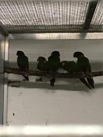 Pyrrhura Perlata 2025, Vrouwelijk, Parkiet, Geringd