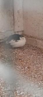 Kwartel man, Dieren en Toebehoren, Vogels | Overige Vogels, Mannelijk