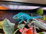 Panter kameleons Furcifer pardalis ,Nosy be, 3 maanden oud, Dieren en Toebehoren, Hagedis, 0 tot 2 jaar