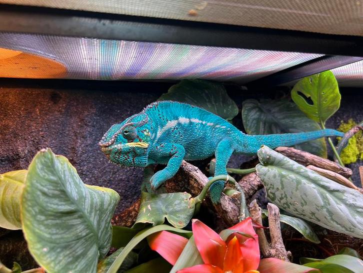 Panter kameleons Furcifer pardalis ,Nosy be, 3 maanden oud