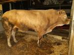 Prachtige blonde  d' Aquitaine dekstier, Dieren en Toebehoren, Runderen, Mannelijk, 3 tot 6 jaar