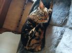 Lieve bengaal poes, Dieren en Toebehoren, Katten en Kittens | Raskatten | Korthaar, Poes, Gechipt, 6 jaar of ouder
