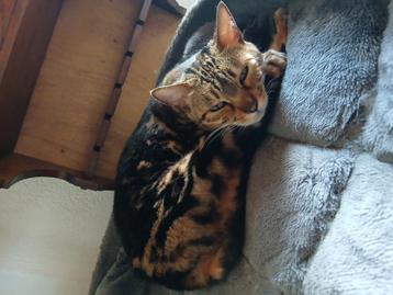 Lieve bengaal poes  beschikbaar voor biedingen
