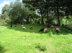 ouessant schapen, Dieren en Toebehoren, Schapen, Geiten en Varkens, Vrouwelijk, Schaap, 3 tot 5 jaar