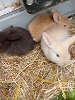 4 hangoor dwerg konijnen, Dieren en Toebehoren, Konijnen