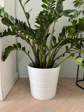 Witte bloempot - IKEA beschikbaar voor biedingen