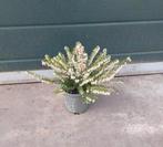 Erica darleyensis 'White Perfection' (winterheide), Volle zon, Vaste plant, Winter, Ophalen