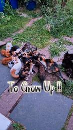 Kittens van ongeveer 12 weken, Dieren en Toebehoren