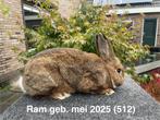 Wener konijngrijs, Dieren en Toebehoren, Meerdere dieren, Groot