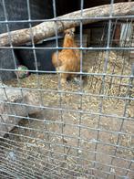 Usa zijdehoen haan, Dieren en Toebehoren, Pluimvee, Mannelijk, Kip