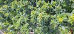 Viburnum tinus 60 / 80 cm hoogte in 25 / 30 liter containerp, Ophalen, Winter, Overige soorten, Halfschaduw