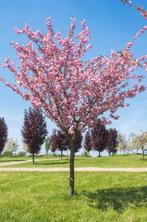 Japanse sierkers Kanzan - hoogstam, Tuin en Terras, Planten | Bomen, Lente, 100 tot 250 cm, Volle zon, In pot