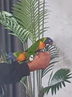 Lori van de Blauwe bergen 2stuks ..hand tam!!, Dieren en Toebehoren, Vogels | Parkieten en Papegaaien, Vrouwelijk, Papegaai, Tam