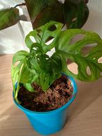 Monsters, Huis en Inrichting, Kamerplanten, Ophalen of Verzenden, Halfschaduw, Minder dan 100 cm