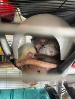 Ratten herplaatsers: Nieuw huis voor ratjes gezocht!, Dieren en Toebehoren, Knaagdieren, Mannelijk, Tam, Rat