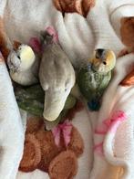 Handtam, Dieren en Toebehoren, Dwergpapegaai of Agapornis