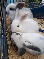 4 jonge konijnen (rammen), Mannelijk
