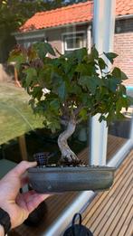 Drietand Esdoorn Bonsai & stekjes Acer Buergerianum, Ophalen of Verzenden, Bloeit niet, Overige soorten, Minder dan 100 cm