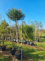Pinus Pinea,  grote maten uitverkoop, Overige soorten, Zomer, Ophalen, Volle zon